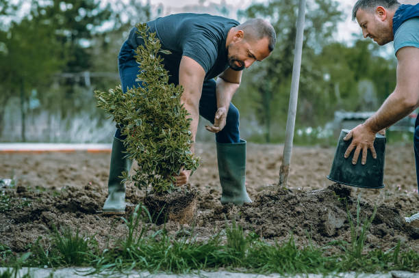 Lawn Drainage Solutions in Lancaster, TX