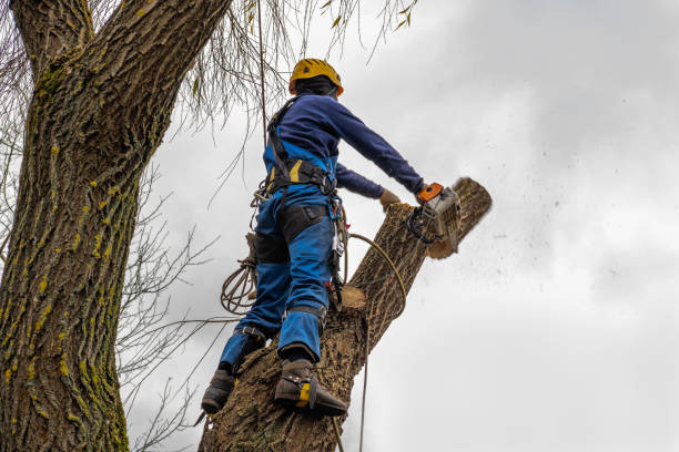 Best Emergency Tree Removal  in Lancaster, TX