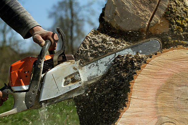 Leaf Removal in Lancaster, TX