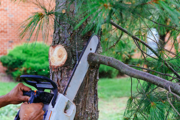 How Our Tree Care Process Works  in  Lancaster, TX